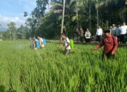 Ancaman Wereng Di Abdya, Alarm Dini Ketahanan Pangan Nasional