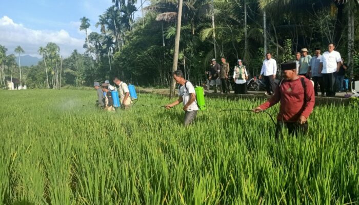 Ancaman Wereng Di Abdya, Alarm Dini Ketahanan Pangan Nasional