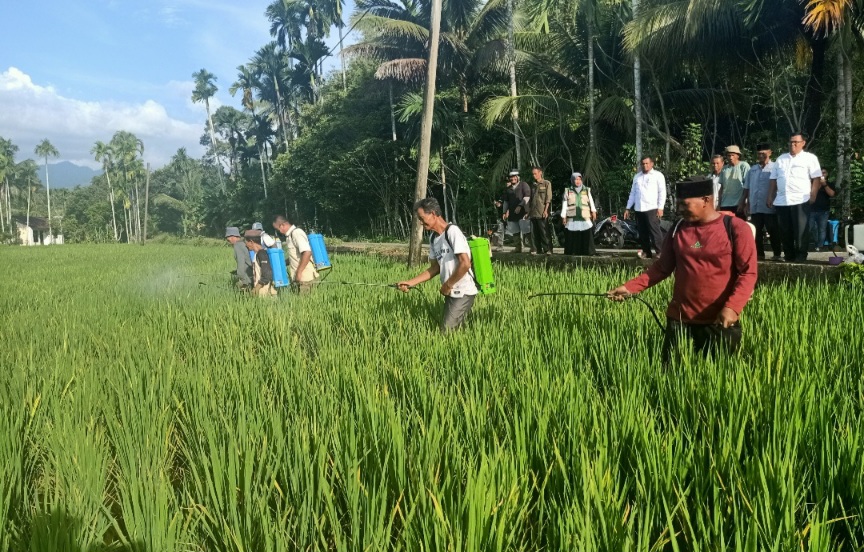 Ancaman Wereng Di Abdya, Alarm Dini Ketahanan Pangan Nasional