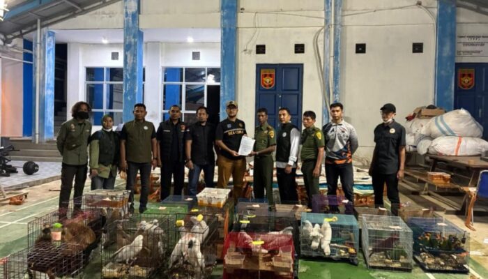 Tim Gabungan Bea Cukai Langsa Gagalkan Penyelundupan Satwa Liar ke Thailand