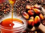 Harga CPO Tertekan, Kekhawatiran Permintaan China Jadi Pemicu