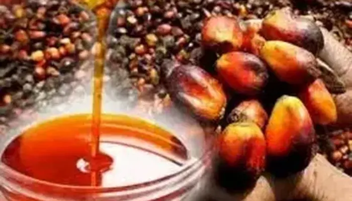 Harga CPO Tertekan, Kekhawatiran Permintaan China Jadi Pemicu