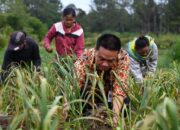 Bupati Humbahas Panen Bawang Putih Di Lintongnihuta, Hasil Memuaskan