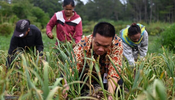 Bupati Humbahas Panen Bawang Putih Di Lintongnihuta, Hasil Memuaskan
