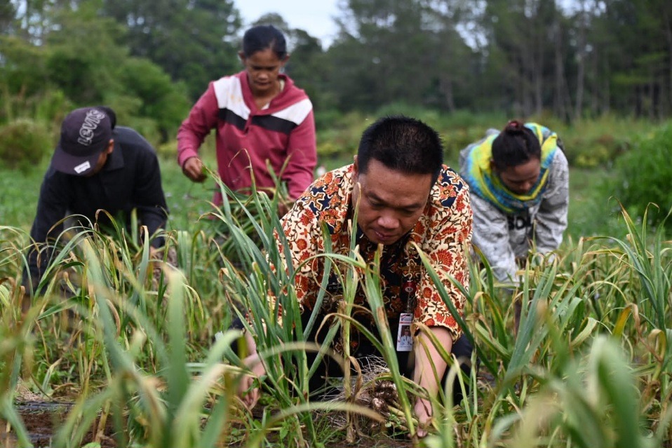 Bupati Humbahas Panen Bawang Putih Di Lintongnihuta, Hasil Memuaskan