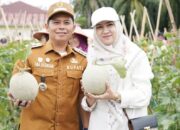 Padanglawas Panen Perdana 1,8 Ton Melon Dari Kebun Binaan Bupati Dan TP PKK