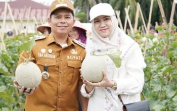 Padanglawas Panen Perdana 1,8 Ton Melon Dari Kebun Binaan Bupati Dan TP PKK