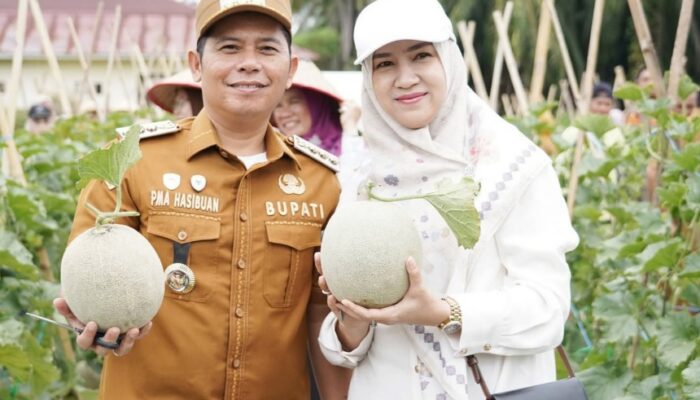 Padanglawas Panen Perdana 1,8 Ton Melon Dari Kebun Binaan Bupati Dan TP PKK