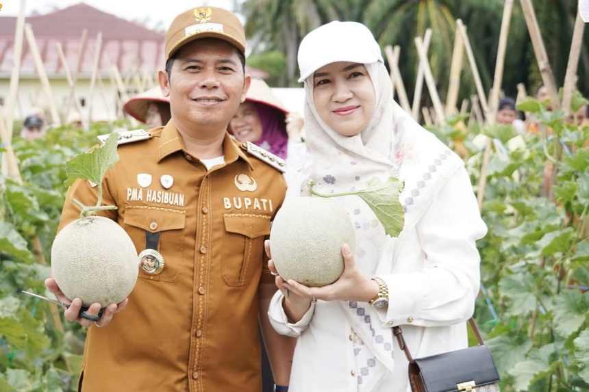Padanglawas Panen Perdana 1,8 Ton Melon Dari Kebun Binaan Bupati Dan TP PKK