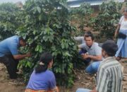 Dinas Pertanian Dukung Sosialisasi POC Untuk Petani Kopi Dairi