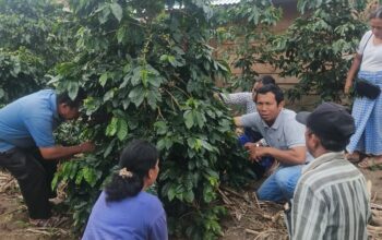 Dinas Pertanian Dukung Sosialisasi POC Untuk Petani Kopi Dairi