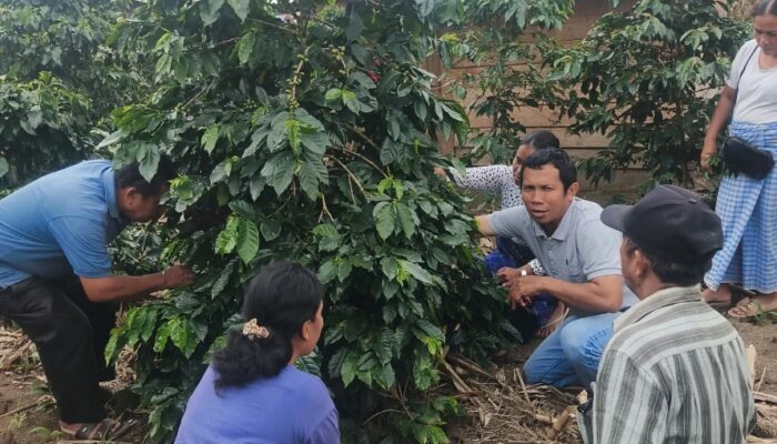 Dinas Pertanian Dukung Sosialisasi POC Untuk Petani Kopi Dairi