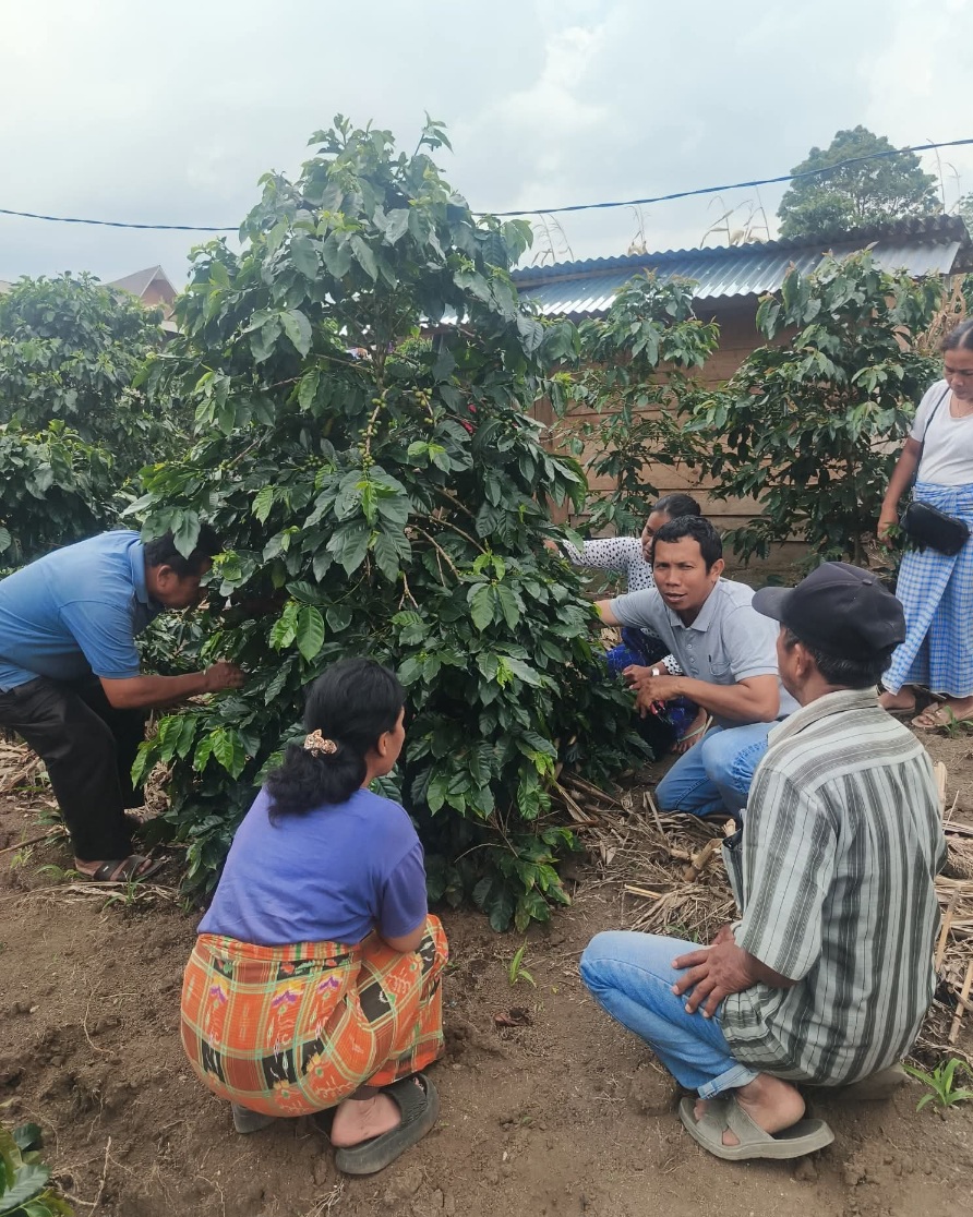 Dinas Pertanian Dukung Sosialisasi POC Untuk Petani Kopi Dairi