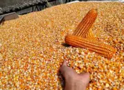 Luas Panen Dan Produksi Jagung Sumut 2025 Menurun, Puncak Panen Bergeser Ke Juli
