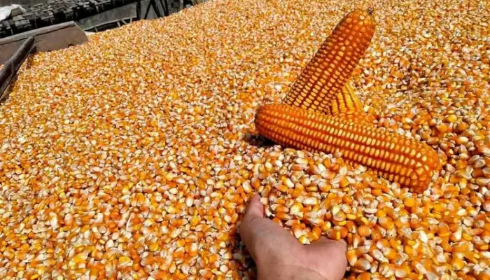 Luas Panen Dan Produksi Jagung Sumut 2025 Menurun, Puncak Panen Bergeser Ke Juli