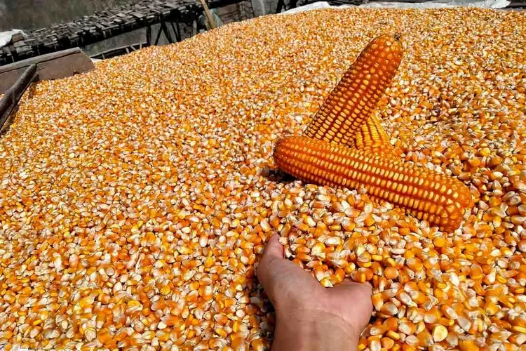 Luas Panen Dan Produksi Jagung Sumut 2025 Menurun, Puncak Panen Bergeser Ke Juli