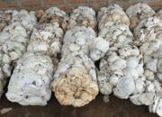 Ekspor Karet Alam Sumatera Utara Januari 2026 Turun, Harga Global Menguat