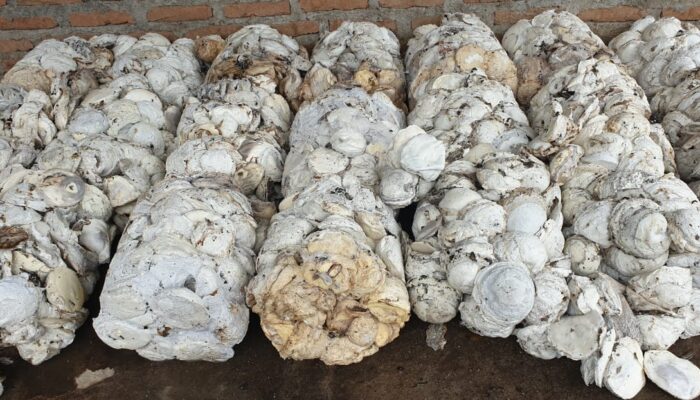 Ekspor Karet Alam Sumatera Utara Januari 2026 Turun, Harga Global Menguat