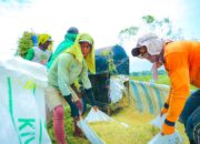 Angka Tetap Produksi Beras 2025 Capai 34,69 Juta Ton, Naik 13,29 Persen