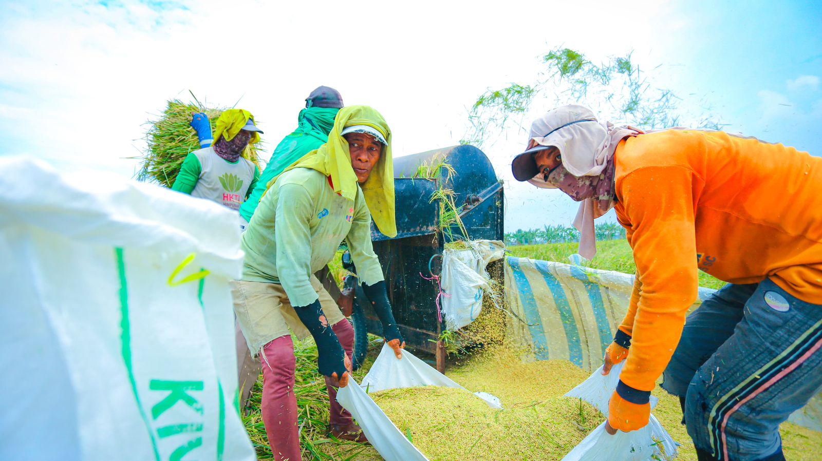 Angka Tetap Produksi Beras 2025 Capai 34,69 Juta Ton, Naik 13,29 Persen