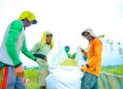 Luas Panen Dan Produksi Padi Sumut 2025 Meningkat Signifikan