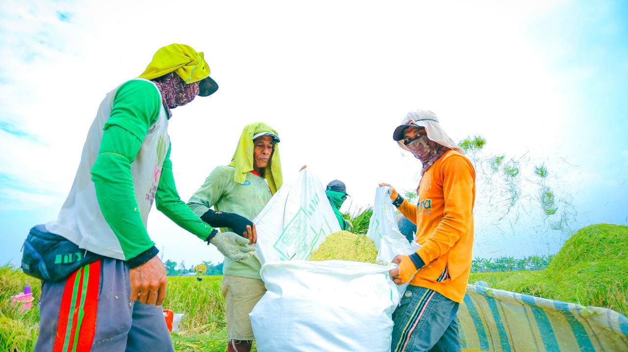 Luas Panen Dan Produksi Padi Sumut 2025 Meningkat Signifikan