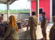 Antisipasi PMK Jelang Lebaran, Dinas Pertanian Binjai Vaksinasi 158 Ekor Sapi di Tabebuya Farmland