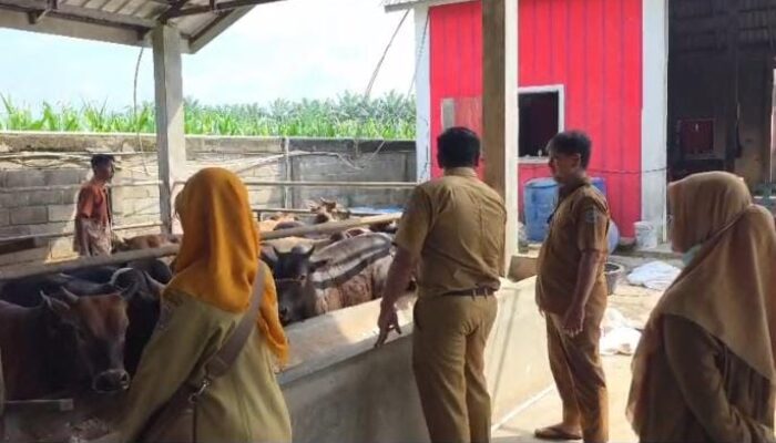 Antisipasi PMK Jelang Lebaran, Dinas Pertanian Binjai Vaksinasi 158 Ekor Sapi di Tabebuya Farmland