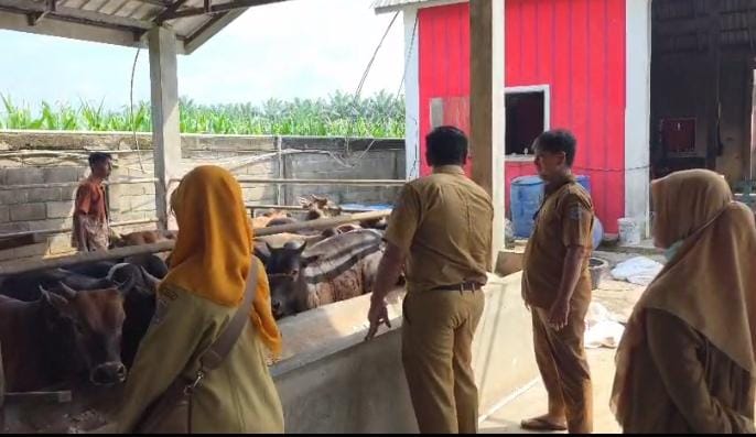 Antisipasi PMK Jelang Lebaran, Dinas Pertanian Binjai Vaksinasi 158 Ekor Sapi di Tabebuya Farmland