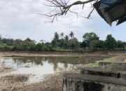 Kemarau Ancam Gagal Panen, Seribuan Hektare Sawah di Aceh Besar Mengering