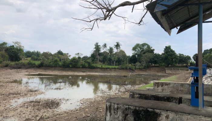Kemarau Ancam Gagal Panen, Seribuan Hektare Sawah di Aceh Besar Mengering