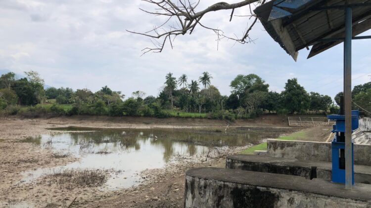 Kemarau Ancam Gagal Panen, Seribuan Hektare Sawah di Aceh Besar Mengering