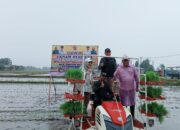 Wabup Deliserdang Tanam Perdana Padi di Kecamatan Beringin