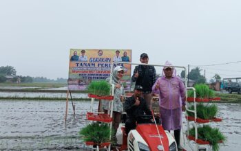Wabup Deliserdang Tanam Perdana Padi di Kecamatan Beringin