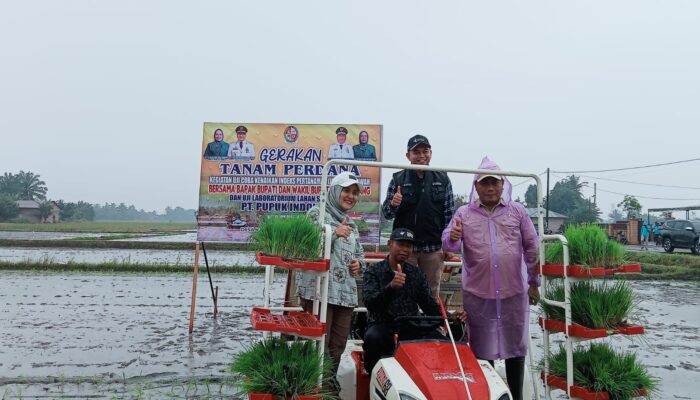 Wabup Deliserdang Tanam Perdana Padi di Kecamatan Beringin