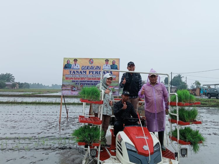 Wabup Deliserdang Tanam Perdana Padi di Kecamatan Beringin