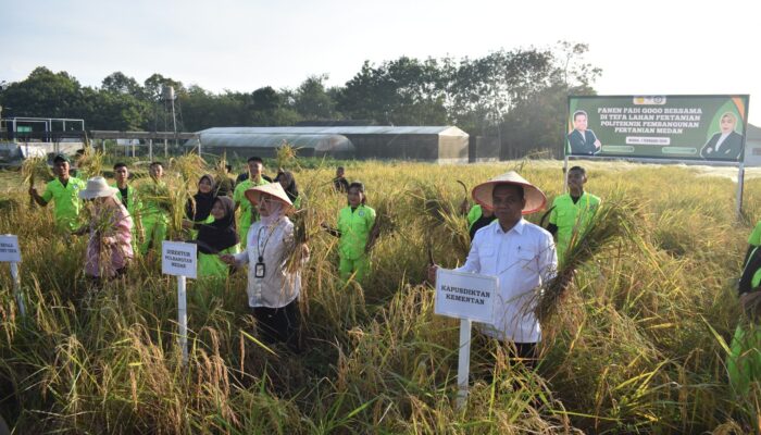 Polbangtan Kementan Panen Padi Gogo Di Lahan TeFa