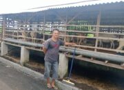 Dari 5 Ekor, Kini Kambing Milik Mery Jadi Puluhan