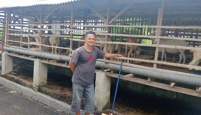 Dari 5 Ekor, Kini Kambing Milik Mery Jadi Puluhan