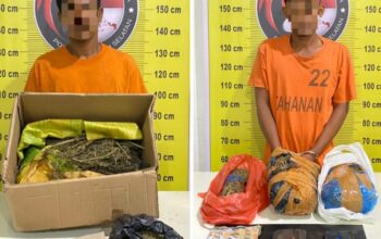 Polres Tapsel Gulung Sindikat Pengedar Ganja Madina