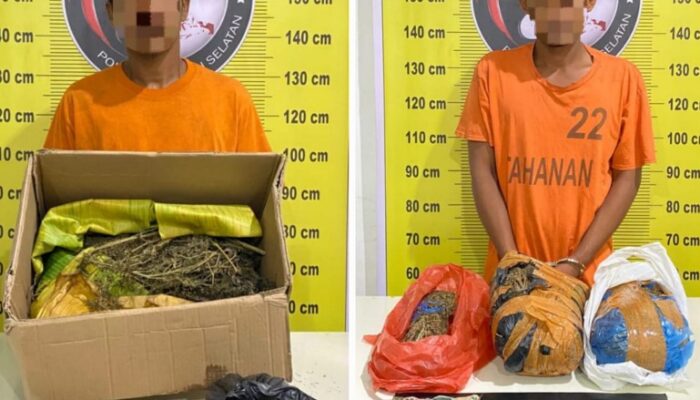 Polres Tapsel Gulung Sindikat Pengedar Ganja Madina