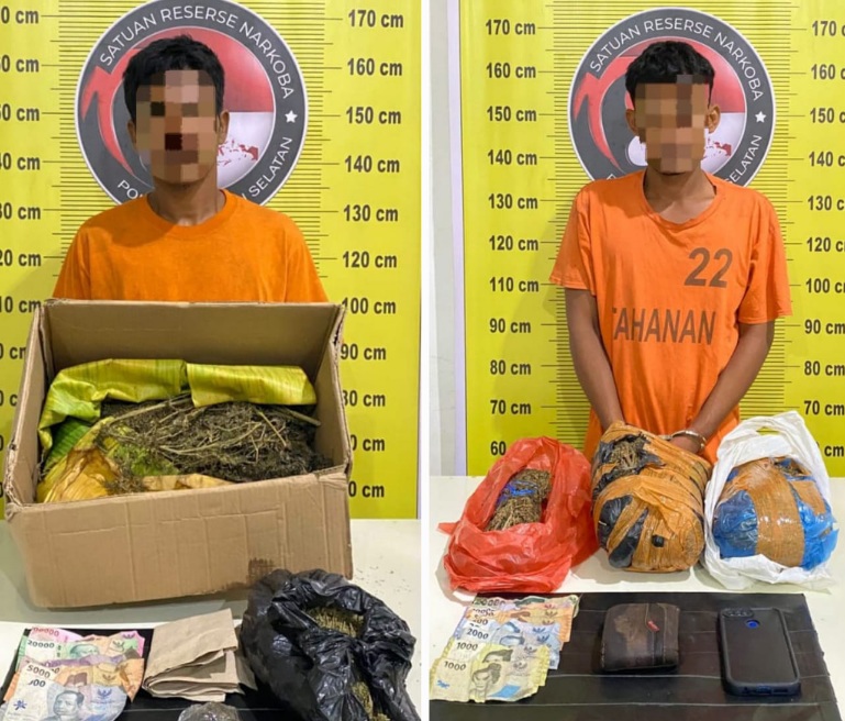 Polres Tapsel Gulung Sindikat Pengedar Ganja Madina