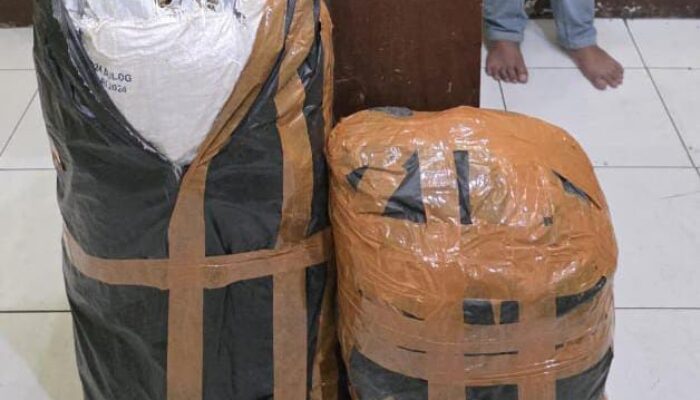 Polda Sumut Gagalkan Peredaran 20 Kg Ganja Asal Aceh, Tiga Pelaku Diamankan Di Medan