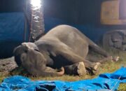 Akibat Gagal Fungsi Organ, Seekor Gajah Sumatera Menemui Ajalnya di R Zoo & Park