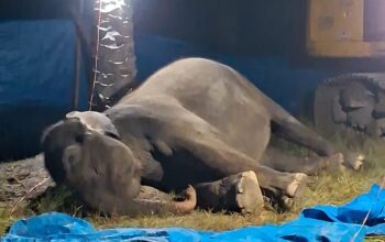 Akibat Gagal Fungsi Organ, Seekor Gajah Sumatera Menemui Ajalnya di R Zoo & Park