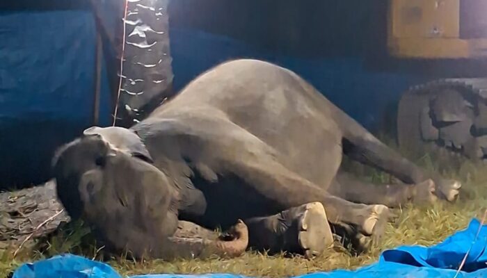 Akibat Gagal Fungsi Organ, Seekor Gajah Sumatera Menemui Ajalnya di R Zoo & Park