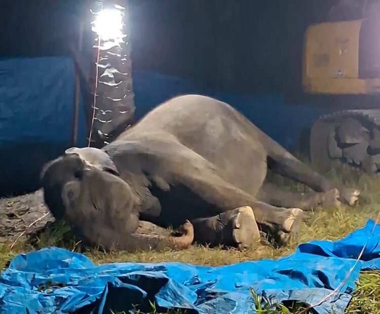 Akibat Gagal Fungsi Organ, Seekor Gajah Sumatera Menemui Ajalnya di R Zoo & Park