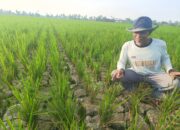 Konflik GP3A Dan Pemilik Lahan, Irigasi Ditutup, Sawah Petani Sei Rejo Terancam Gagal Panen