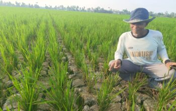 Konflik GP3A Dan Pemilik Lahan, Irigasi Ditutup, Sawah Petani Sei Rejo Terancam Gagal Panen