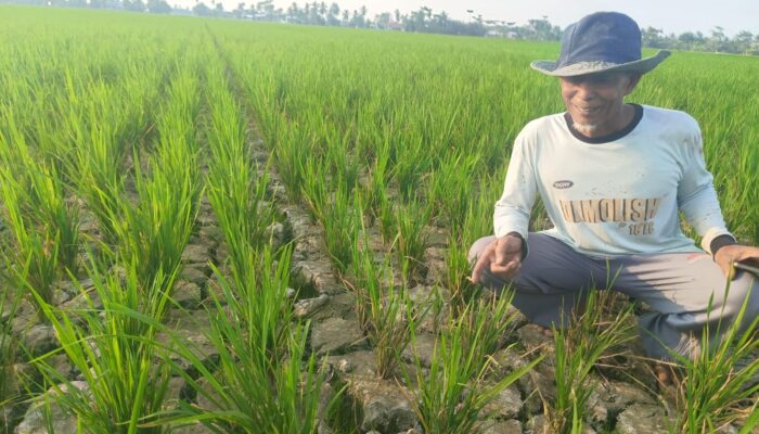 Konflik GP3A Dan Pemilik Lahan, Irigasi Ditutup, Sawah Petani Sei Rejo Terancam Gagal Panen